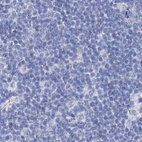 Anti-ACRV1 Antibody