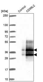 Anti-CD99L2 Antibody