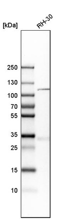 Anti-KIF18A Antibody