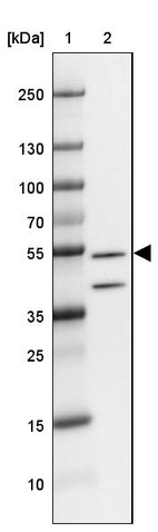 Anti-FBXL16 Antibody