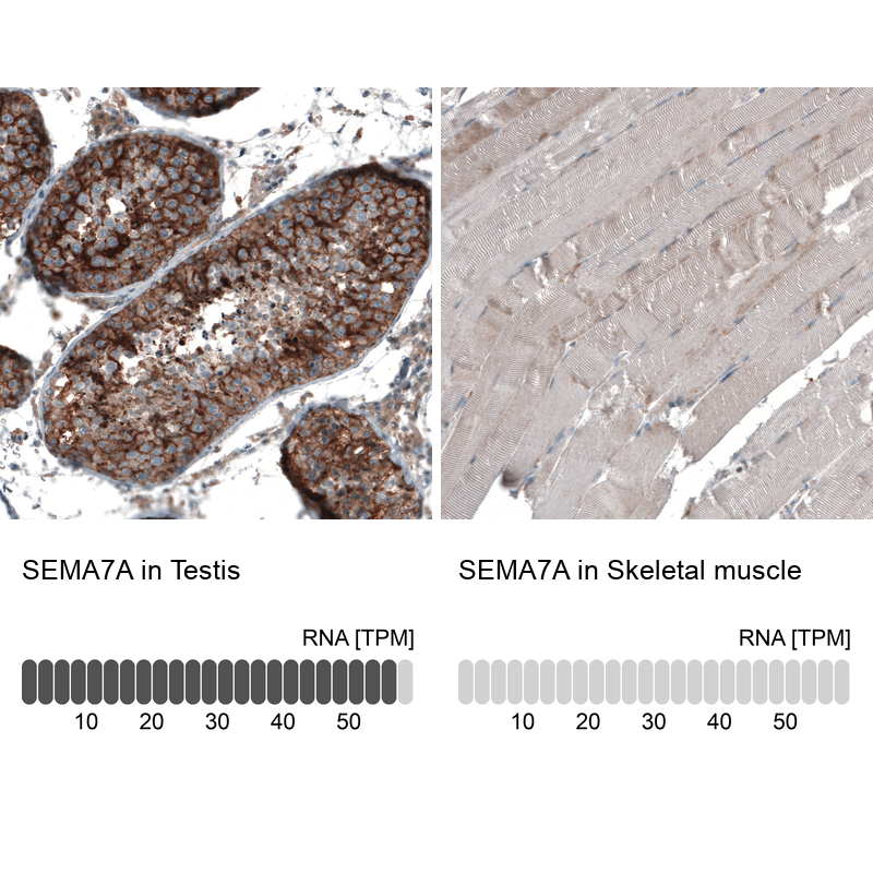 Anti-SEMA7A Antibody