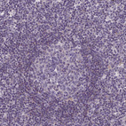 Anti-C14orf1 Antibody
