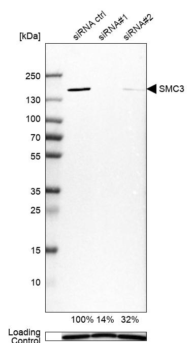Anti-SMC3 Antibody