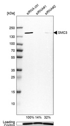 Anti-SMC3 Antibody