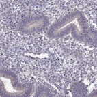 Anti-ACSBG2 Antibody