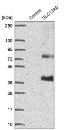 Anti-SLC13A5 Antibody
