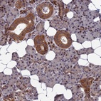 Anti-CCDC160 Antibody