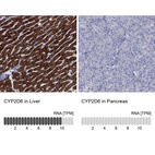 Anti-CYP2D6 Antibody