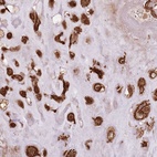 Anti-FAM47B Antibody