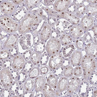 Anti-PSMA7 Antibody