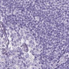 Anti-NAPSA Antibody