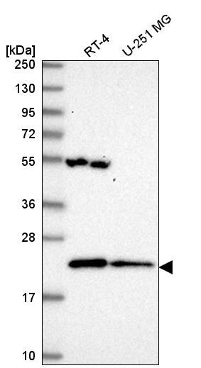 Anti-MRPL47 Antibody