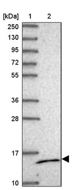 Anti-MRPS14 Antibody