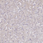 Anti-TMEM253 Antibody