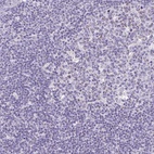 Anti-SLC13A1 Antibody