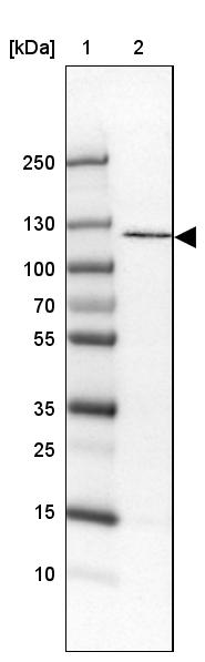 Anti-ADAM19 Antibody