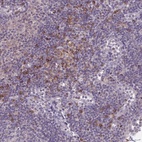 Anti-CD1E Antibody