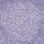 Anti-ABHD16A Antibody