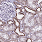 Anti-ATG9A Antibody