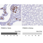 Anti-PNMA5 Antibody