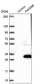 Anti-FAM89B Antibody