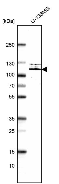 Anti-HIF1A Antibody