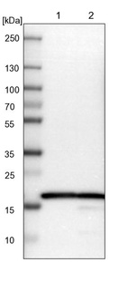 Anti-RPL27 Antibody