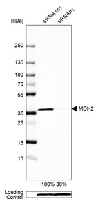Anti-MDH2 Antibody