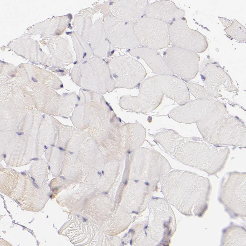 Anti-CBS Human Protein Atlas Antibody