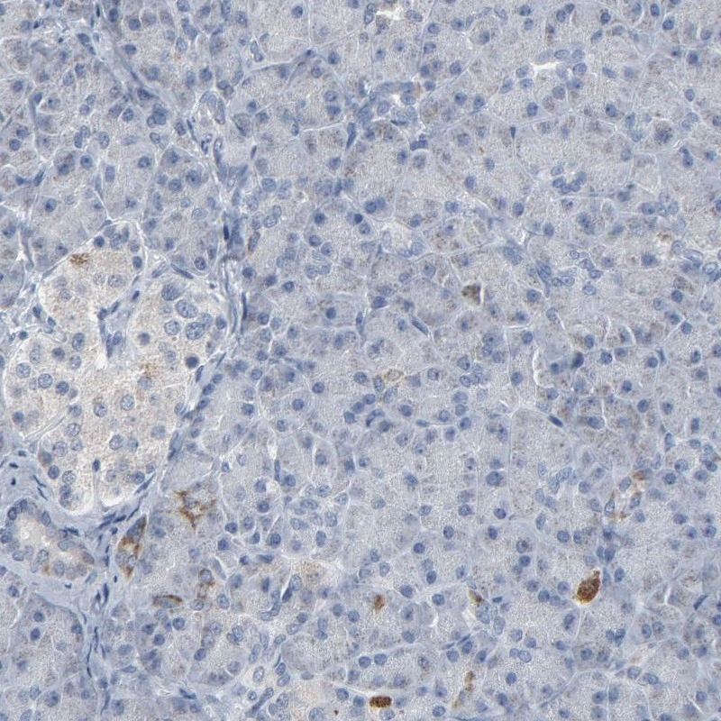 Anti-GPX2 Human Protein Atlas Antibody