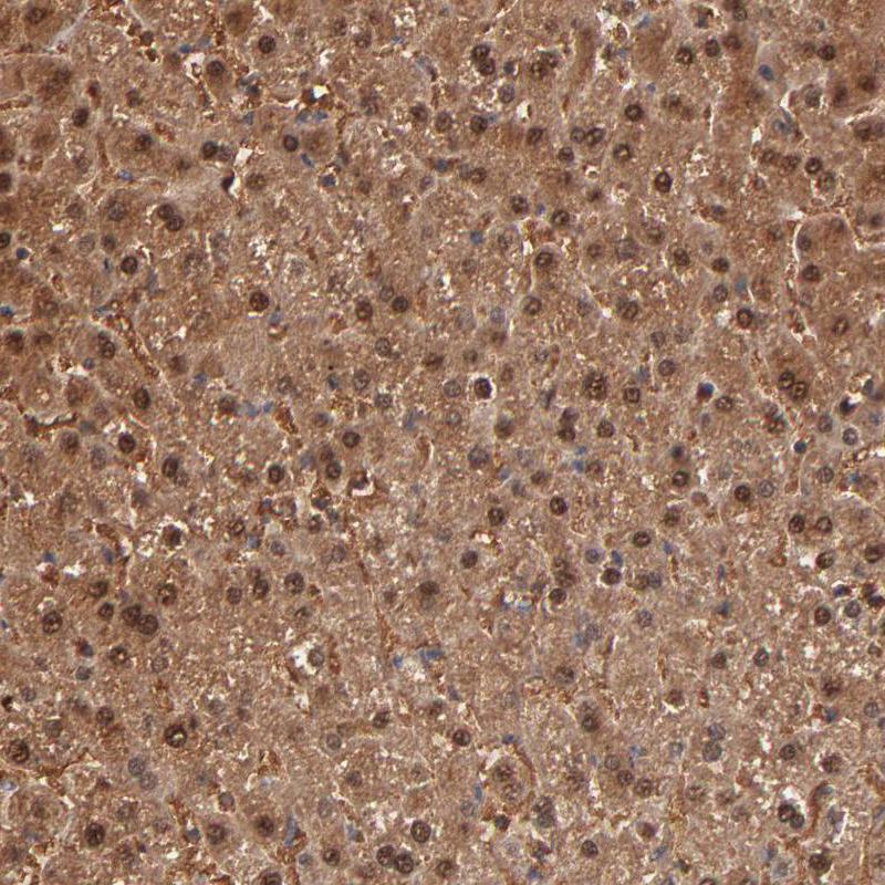 Rabbit Polyclonal Anti-ARG1 Antibody - Buy for research