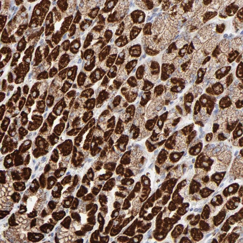 Anti-ASB3 Human Protein Atlas Antibody