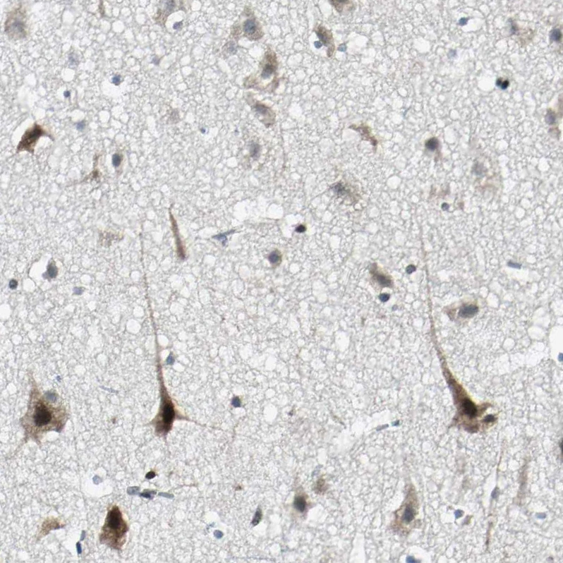 taf6 antibody