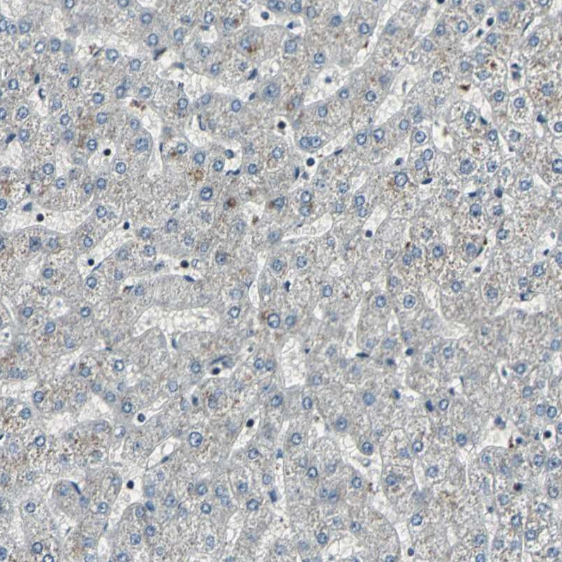 taf6 antibody
