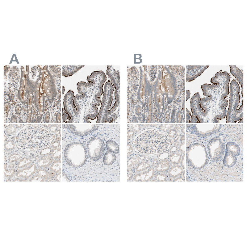 Rabbit Polyclonal Anti-MS4A8 Antibody - Buy for research
