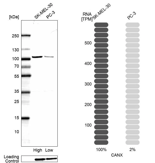 Canx Anti-CANX Human Protein Atlas Antibody