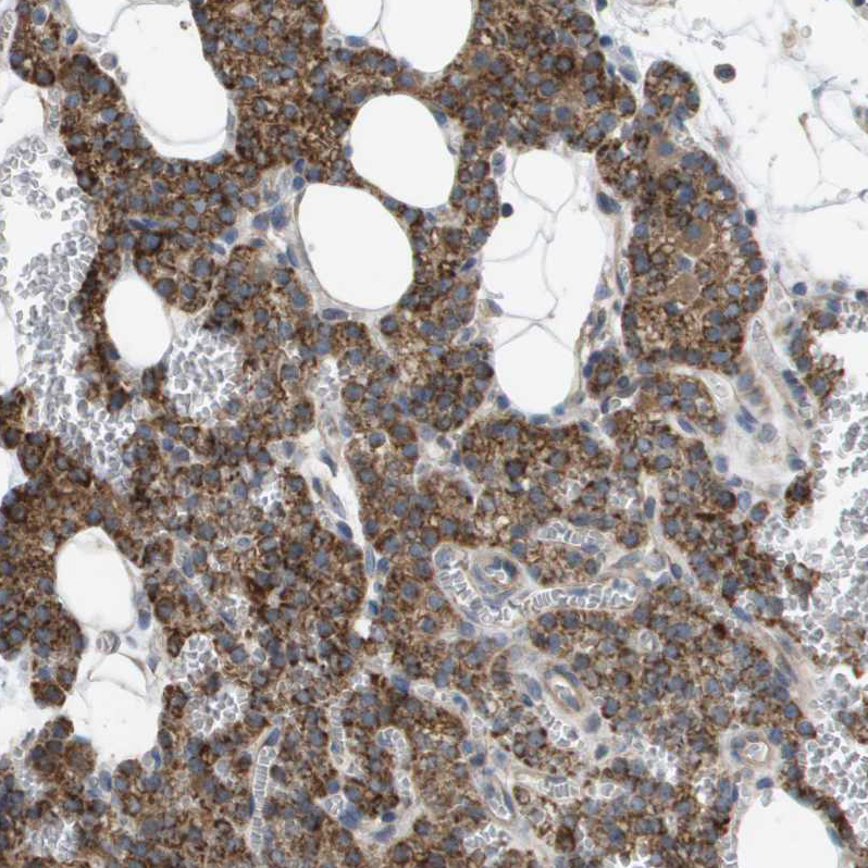 Anti-MARC2 Human Protein Atlas Antibody