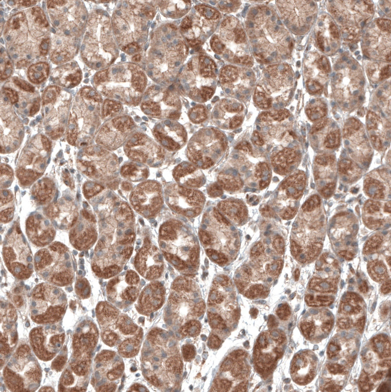 Anti-PER3 Human Protein Atlas Antibody