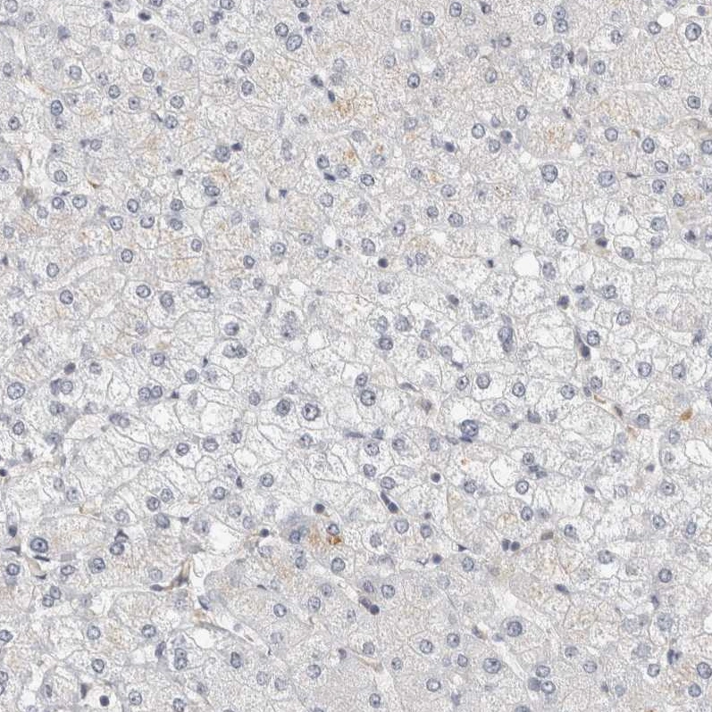 Hcn3 Anti-HCN3 Human Protein Atlas Antibody