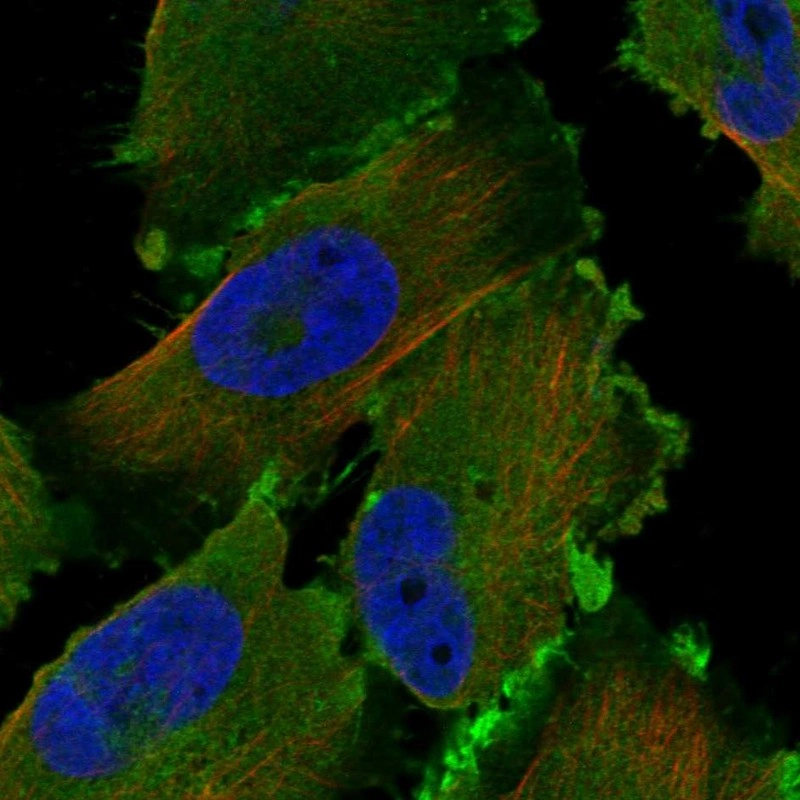 Anti-FAM129A Human Protein Atlas Antibody