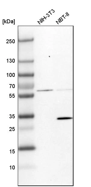 Anti-BDH1 Human Protein Atlas Antibody