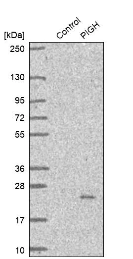 Anti-PIGH Human Protein Atlas Antibody