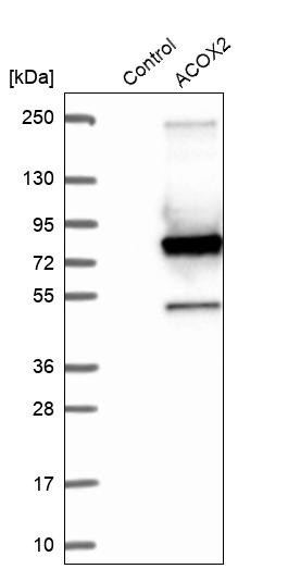 Rabbit Polyclonal AntiACOX2 Antibody Buy for research Highly