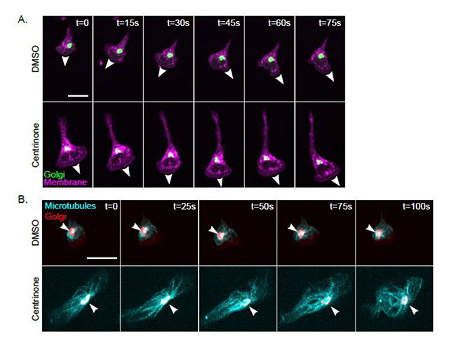 Rabbit anti-human GOLGB1 polyclonal antibody in Centriole and Golgi microtubule nucleation research