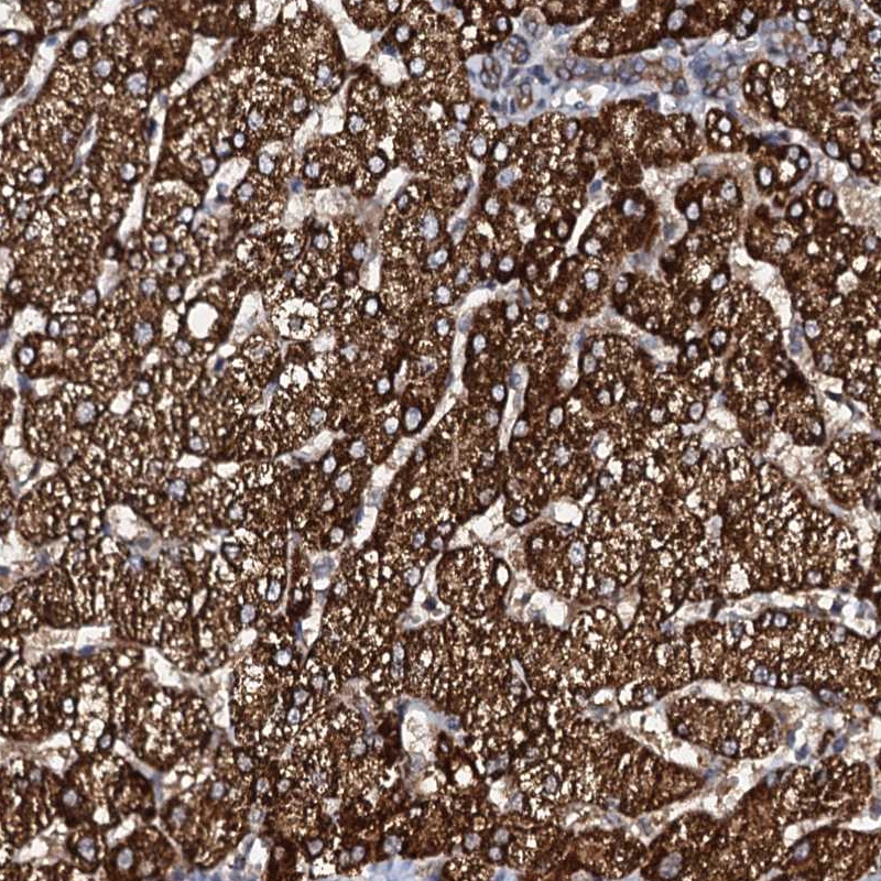 Glce Anti-GLCE Human Protein Atlas Antibody