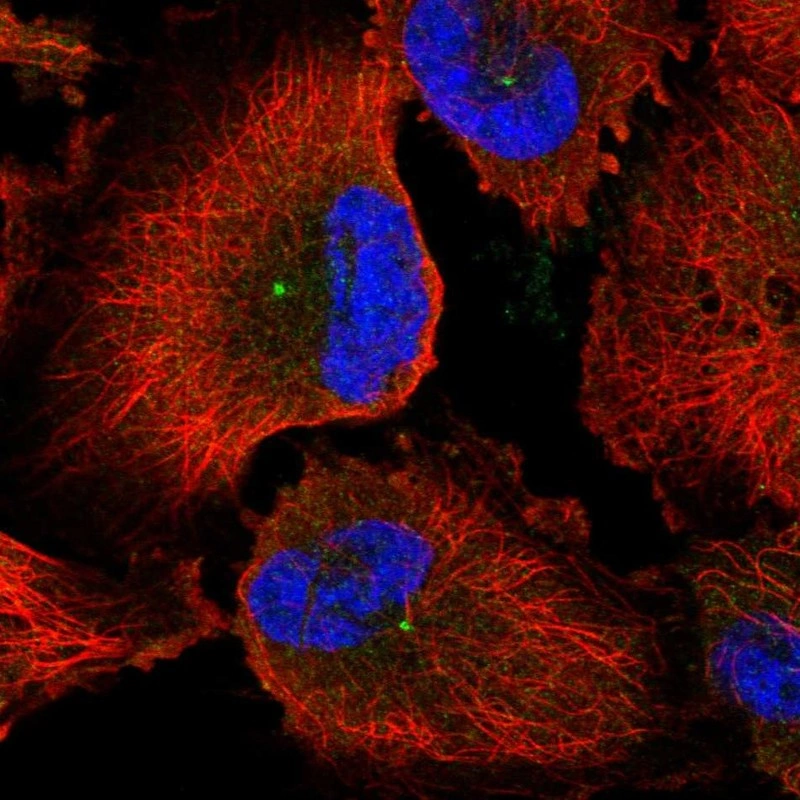 Anti-CEP170 Human Protein Atlas Antibody