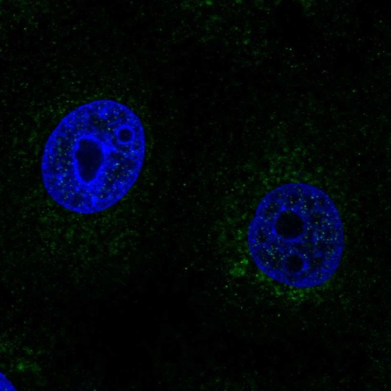 Anti-SCO2 Human Protein Atlas Antibody