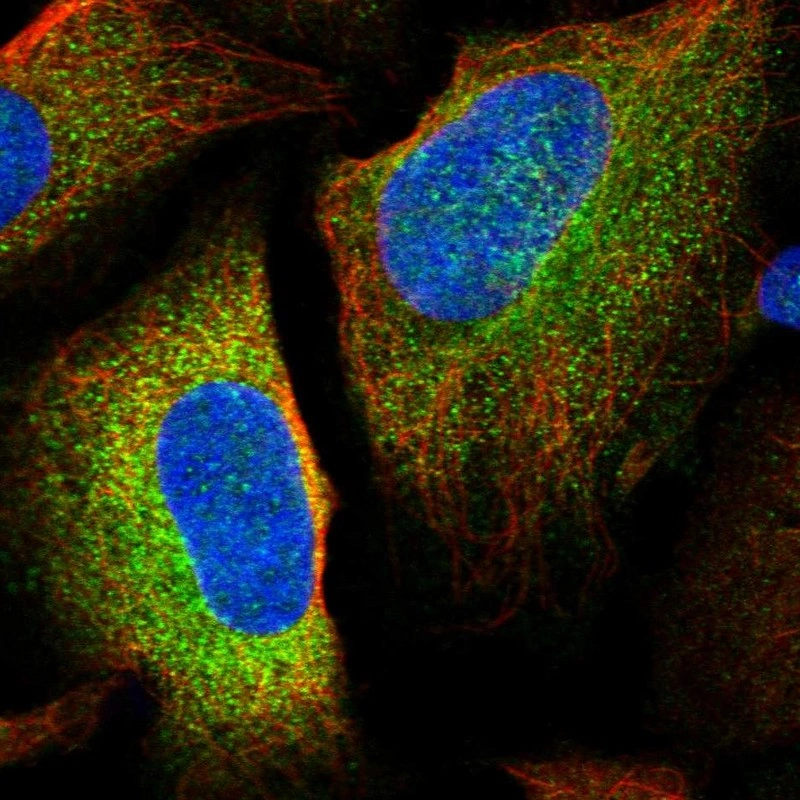 Anti-LSMEM1 Human Protein Atlas Antibody