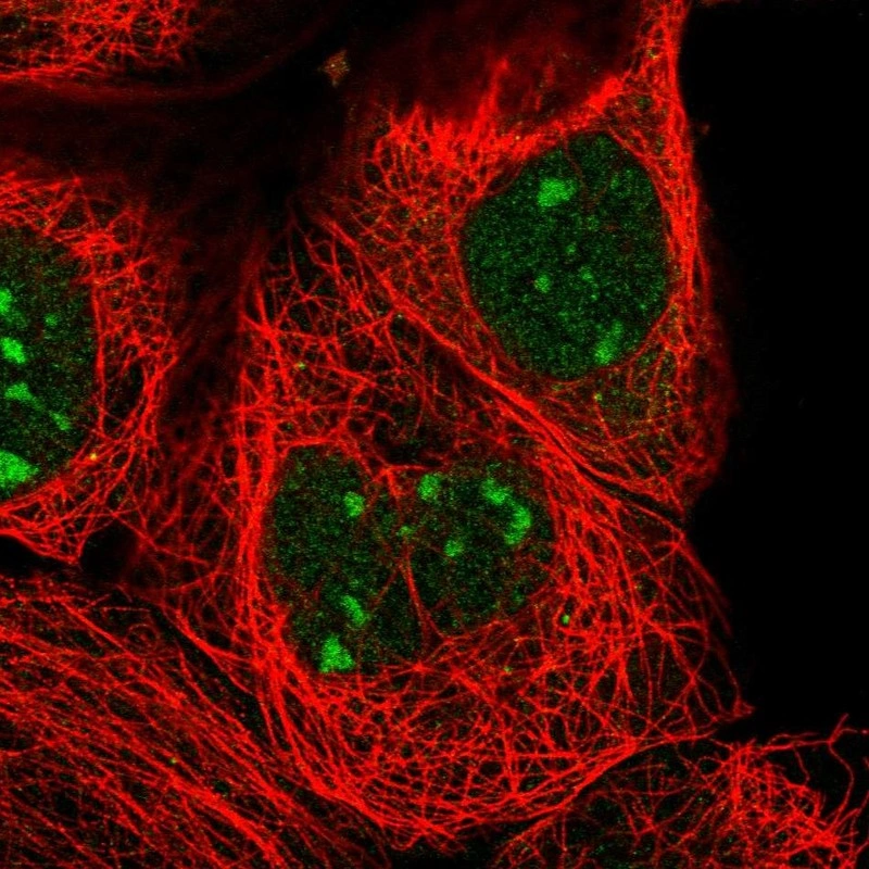 Anti-ZXDC Human Protein Atlas Antibody