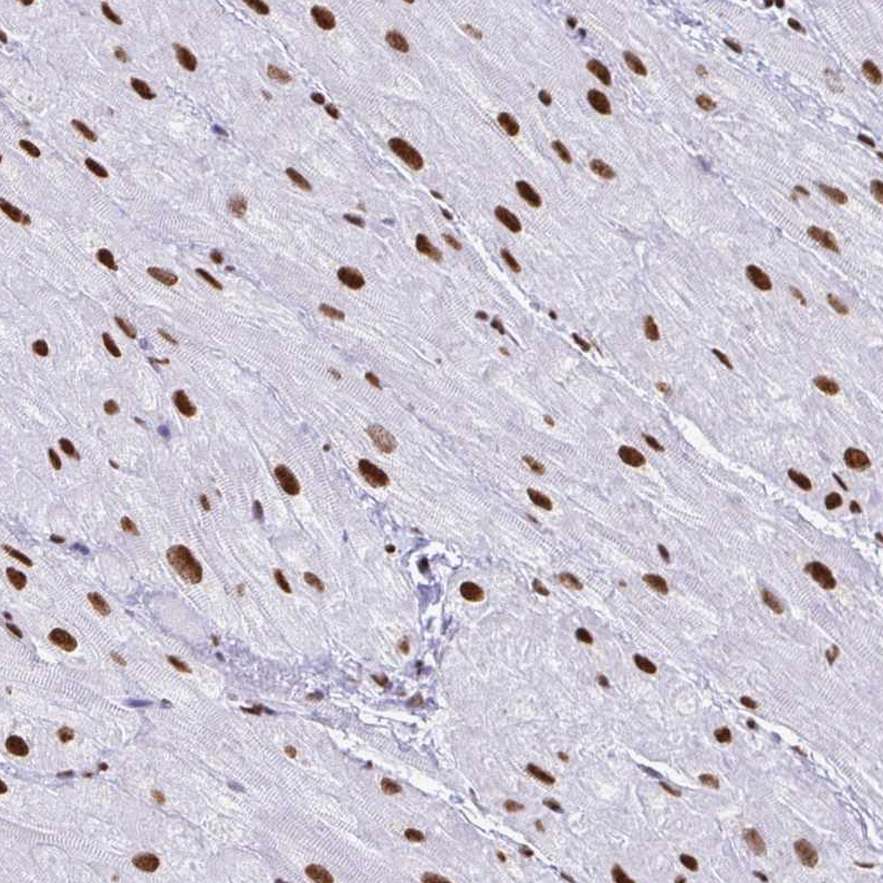 Anti-NONO Human Protein Atlas Antibody